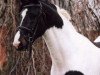 dressage horse Toronto (KWPN (Royal Dutch Sporthorse), 2000, from Gribaldi)