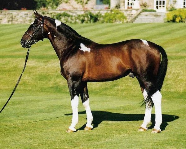 stallion Stanhope's Diddicoy (Hessian Warmblood, 1988, from Ico)
