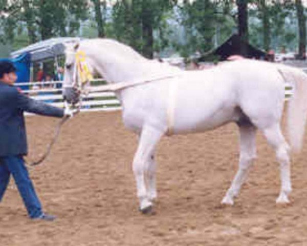 stallion Gottward (Hanoverian, 1974, from Gotthard)