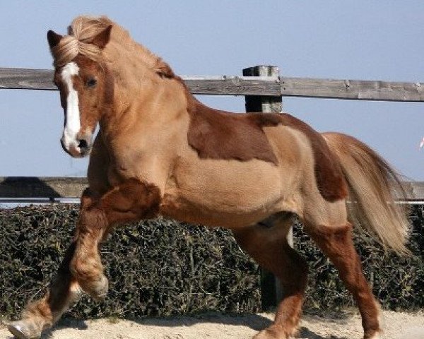 horse TITAN 114 (German Riding Pony,  )