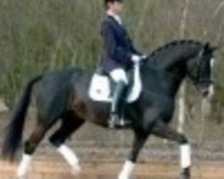 stallion Negretto (KWPN (Royal Dutch Sporthorse), 2000, from Negro)