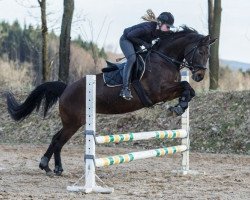 dressage horse Ravenna 354 (Rhinelander, 2003, from Rosario 37)