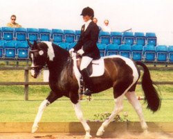 Zuchtstute Madley (KWPN (Niederländisches Warmblut), 1994, von Zuidhorn)