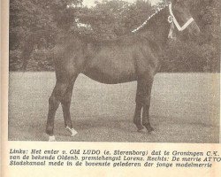 Zuchtstute Erna (KWPN (Niederländisches Warmblut), 1957, von Ludo 4004)