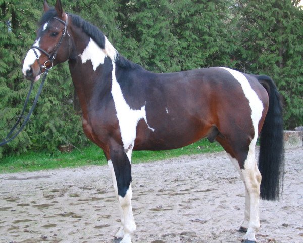 horse Euro-Star (Pinto / Small Riding Horse, 1998, from Eurolines)