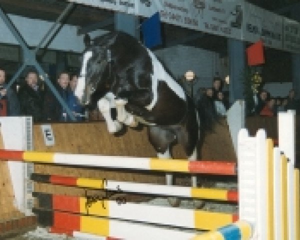 stallion Eldorado (Pinto / Hunter, 1997, from Eurolines)