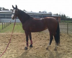 Pferd Penny Lane (Westfale, 1997, von Pavarotti van de Helle)