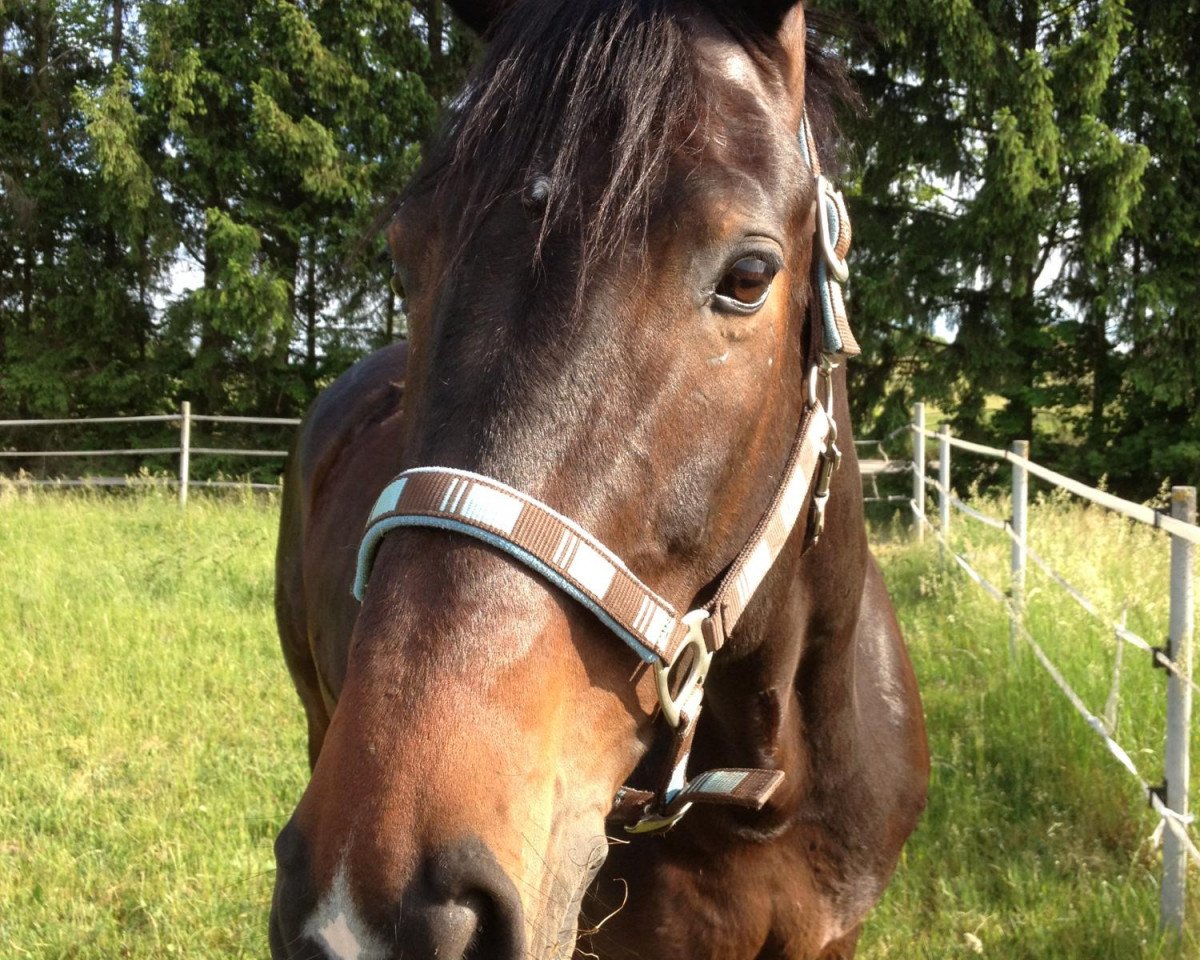 jumper Fenix 2 (Polish Warmblood, 2002, from Contender Son)
