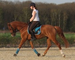 dressage horse Classic Diamond (German Riding Pony, 2009, from Classic Dancer I)