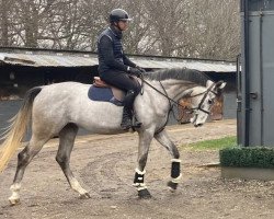 Springpferd Vanda Cayenne (Westfale, 2018, von Cristallo I)