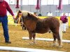 Pferd Artos (Shetland Pony, 2010, von Amigo)