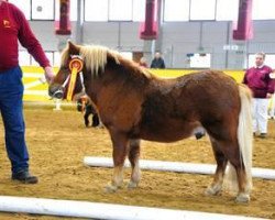 Pferd Artos (Shetland Pony, 2010, von Amigo)