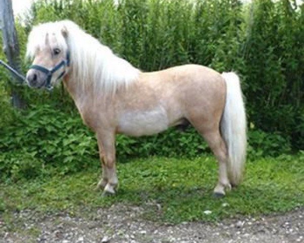 stallion Coen van de Wepsehoeve (Shetland pony (under 87 cm), 2009, from Shakira van de Buske)