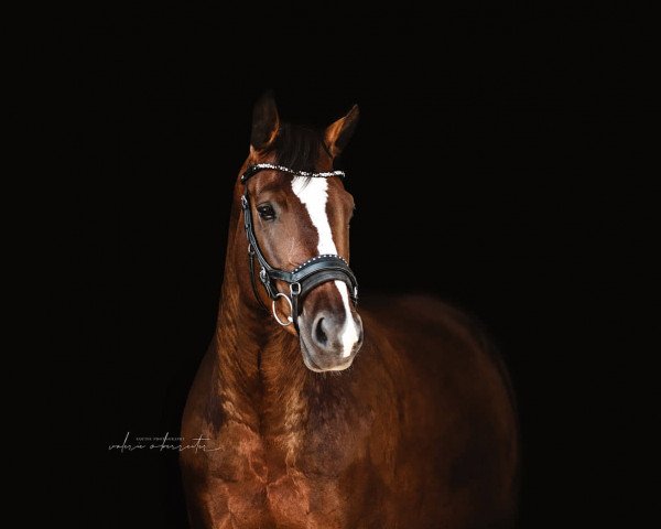 dressage horse C'Est La Vie 15 (Austrian Warmblood, 2015, from van Gogh)