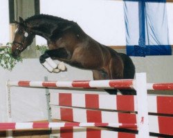 Pferd Hesperus M de Satin (Württemberger, 1999, von Heraldik xx)