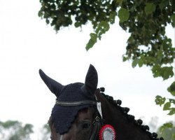 dressage horse Levina E (German Sport Horse, 2009, from Levistano)