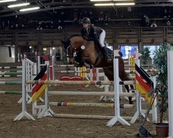 jumper Arkira (German Sport Horse, 2016, from Abke 4)