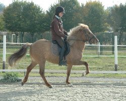 broodmare Frökk (Iceland Horse, 2002, from Skörungur fra Eyrarbakki)