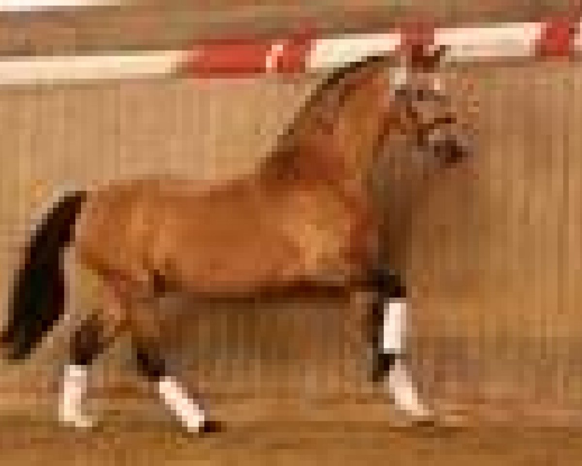 Deckhengst Golden Dream R (Rheinländer, 1993, von Golden Dancer)