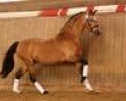 stallion Golden Dream R (Rhinelander, 1993, from Golden Dancer)