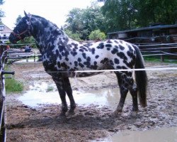 stallion Ursus af Norholm (Knabstrupper, 1991, from Plet af Nørholm)