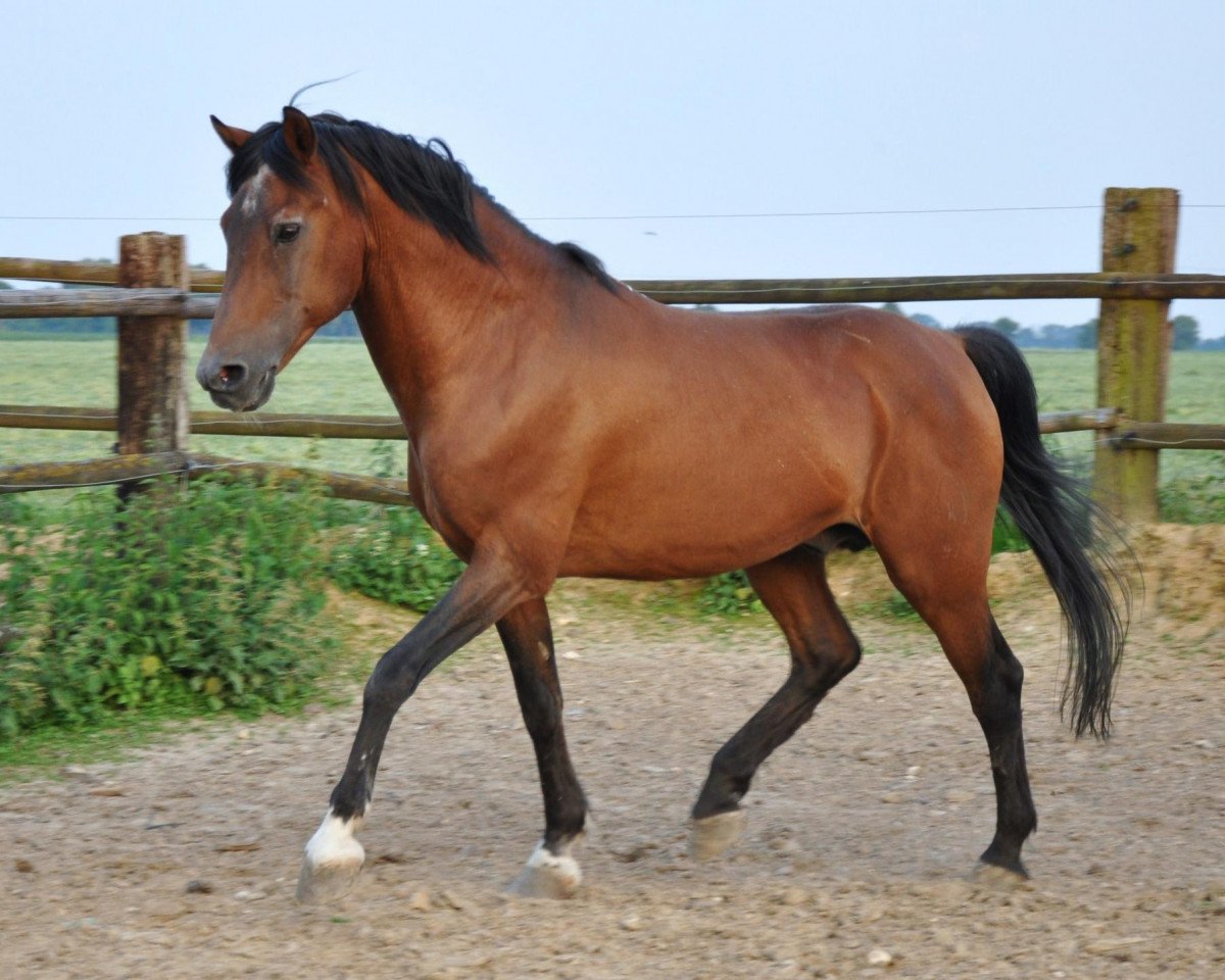 Deckhengst Rakim B 97 (Deutsches Reitpony, 1986, von Razin)