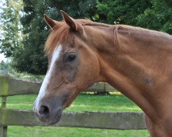 horse Flammenbogen xx (Thoroughbred, 1987, from Jarabub xx)