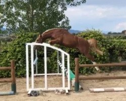 horse Malibu Bsh (Belgian Riding Pony, 2018, from Orsaro dei Folletti)