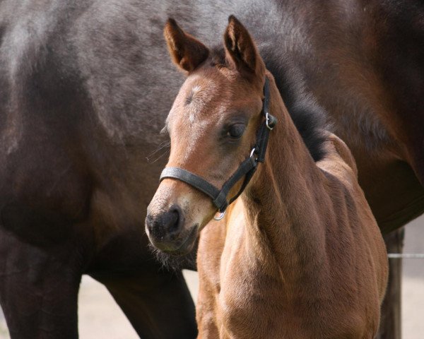 horse Keen on Running xx (Thoroughbred, 2012, from Tertullian xx)