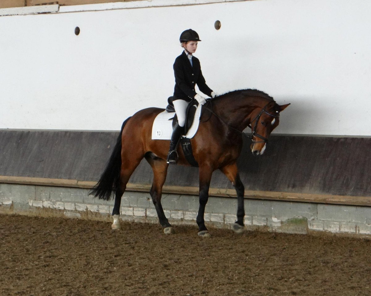 dressage horse Anthony 102 (Westphalian, 2008, from Apreggio)