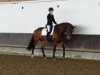 dressage horse Anthony 102 (Westphalian, 2008, from Apreggio)