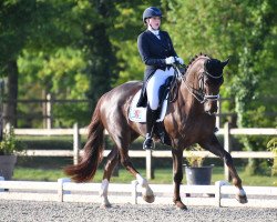 dressage horse Bardolino 39 (Oldenburg, 2015, from Bordeaux 28)