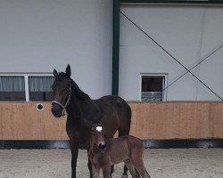 Springpferd HB Oskar (Oldenburger Springpferd, 2019, von Classic Orange Z)