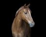 dressage horse Dimension‘s Déjà-vu (German Riding Pony, 2015, from Dimension AT NRW)