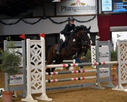 stallion Kassini (German Riding Pony, 2007, from King Louis S)