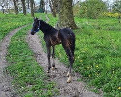 Springpferd Daliah (Deutsches Reitpferd, 2022, von Donthargos)