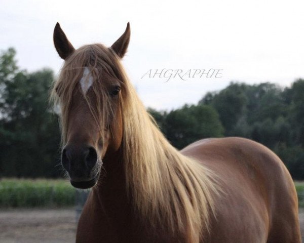 dressage horse Lusy (German Riding Pony, 2010, from Niriak (1,57% ox))