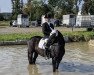 dressage horse Cinderella 672 (German Sport Horse, 2006, from Sanssouci)