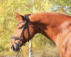 dressage horse Winston 374 (Hanoverian, 2004, from Wolkentanz I)