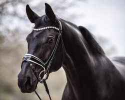 dressage horse Dancera 2 (Hanoverian, 2012, from Don Crusador)