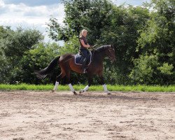 dressage horse Magic 173 (unknown, 2001)