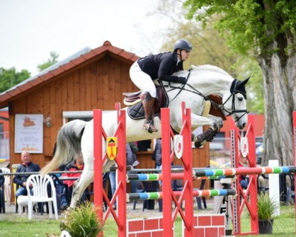 jumper Caskena (German Sport Horse, 2014, from Casskeni II)