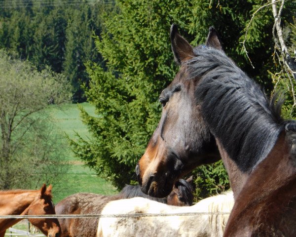 dressage horse Dolce Vita (Hanoverian, 2008, from Don Frederico)