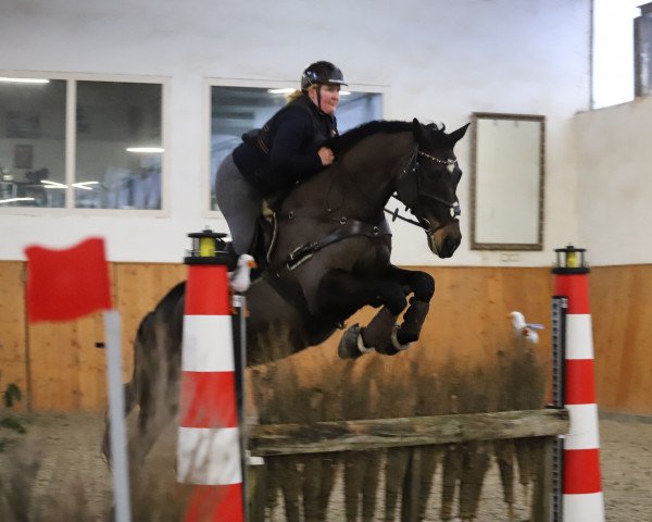 broodmare Beverly 80 (German Sport Horse, 2009, from Chico)