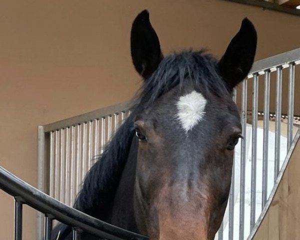 horse Oxana (Austrian Warmblood, 2013, from Cooby van de times)