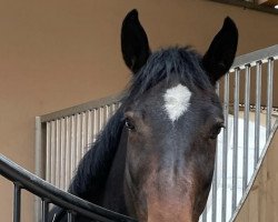 Springpferd Oxana (Österreichisches Warmblut, 2013, von Cooby van de times)