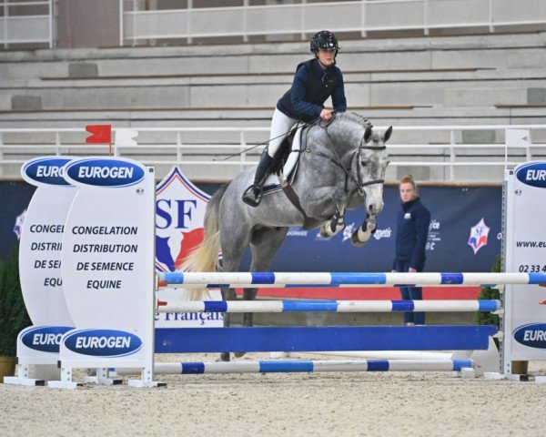 stallion I'm the Boss Val Henry (Selle Français, 2018, from Malito de Reve)