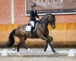 dressage horse Diamond Dancer 21 (Oldenburg, 2016, from Diamond Hit)