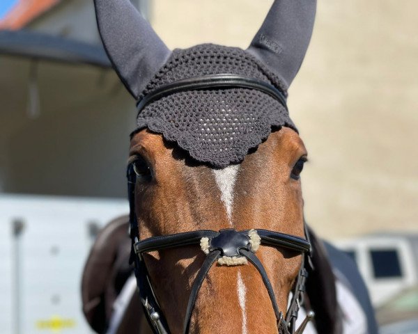 jumper Vandrelow (German Sport Horse, 2016, from Dree Boeken's Vulkano Gold)