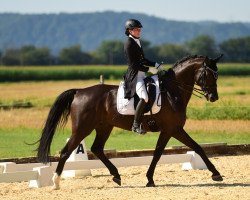 dressage horse His Memory (Hanoverian, 2009, from Hoftanz)